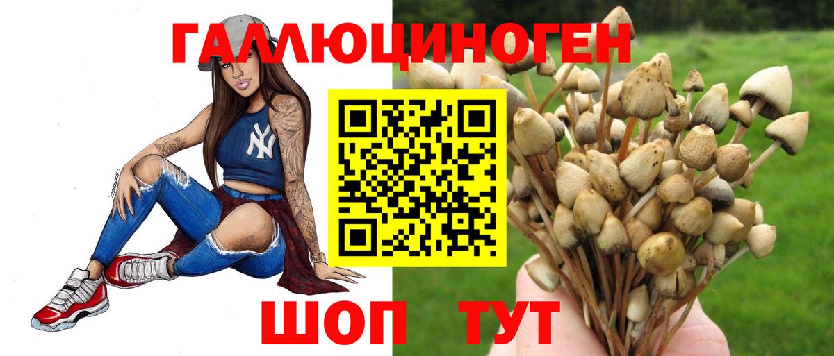 Псилоцибиновые грибы Psilocybe  Вход с VPN  Саяногорск 